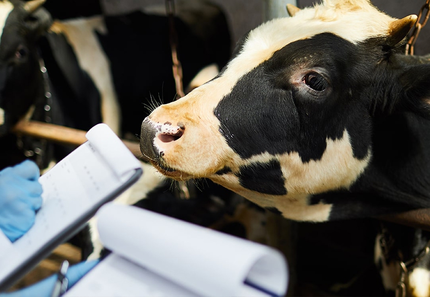 Tanzanian Small-scale Dairy Farmers to Get Assistance